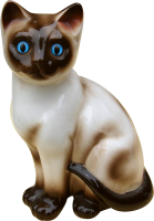 a siamese cat
